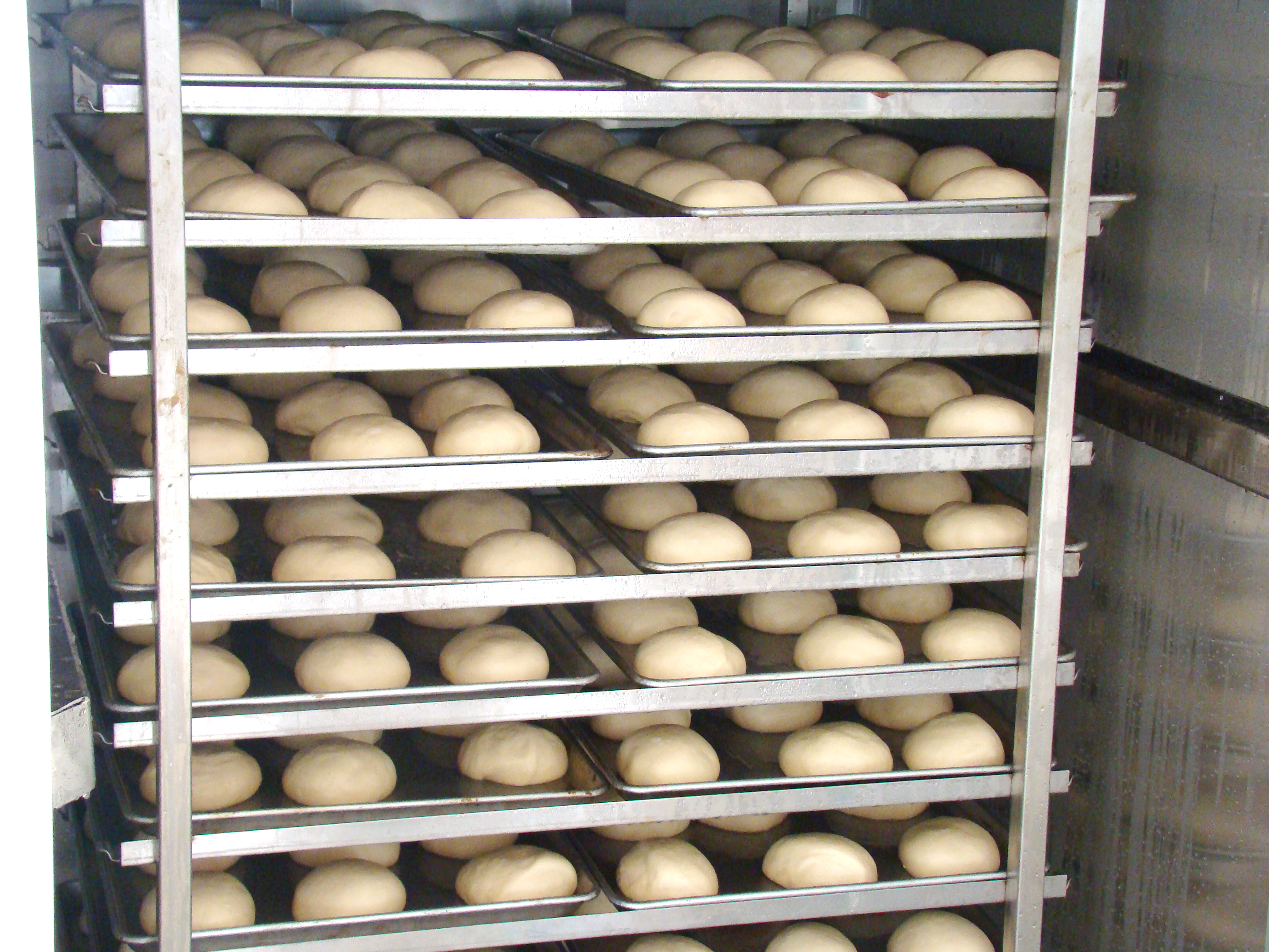 fermentation